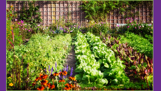 Image of a vegetable garden, flowers, and cattle panel trellis. 