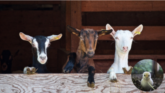 3 goats with their feet and heads propped up on a fence. In the bottom right corner is a circular photo of a yellow chick. 