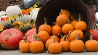 Stack of pumpkins and gourds coming out of a brown bucket. 